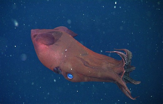 Newly Sequenced "Vampire Squid from Hell" Genome Is Four Times Larger Than Ours and May Explain How Octopuses Evolved