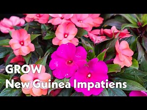 Grow New Guinea Impatiens