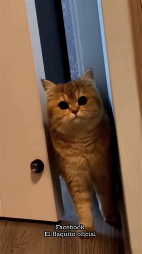 Cat & Owner Dance Together! 😹🐱💃 #cat #catvideos #funny #youtubeshorts #shorts #comedy