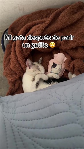 Amor y ternura hacia mi gata y sus gatitos
