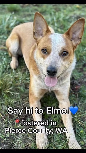 Meet Elmo — the red-headed comedian who just unlocked his new favorite hobby: going biking with his foster family!🚲🔥 This goofy, brilliant little guy lives life like it’s one big game — from frisbee flips and silly toy shakes to zoomies worthy of the Heeler Olympics. And now? He’s a two-wheeled adventurer who LOVES feeling the wind in his ears. Under all that silliness, Elmo is smart, eager to learn, and ready for someone who can keep both his brain and body busy. He’ll make you laugh every si