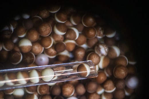 Xenopus oocyte delivery service - Ecocyte