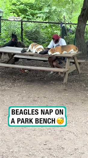 494K views · 10K reactions | Dogs sleeping on park bench  @Kaitlinjroberts | Furry Tails | Facebook