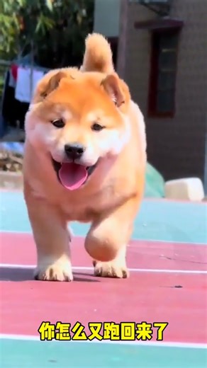 He Came Back Running – The Unbelievable Loyalty of a Chinese Village Dog That Will Melt Your Heart