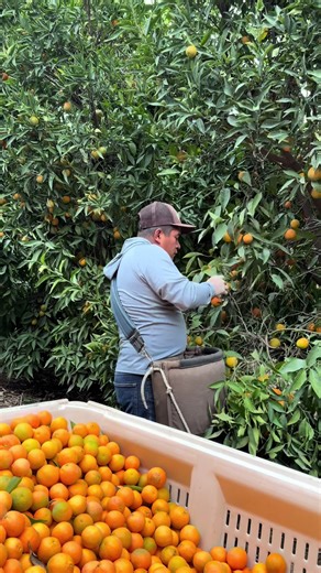 ¡El encargado paró a este trabajador por usar una tijera diferente! #paratii #humor #videoviral