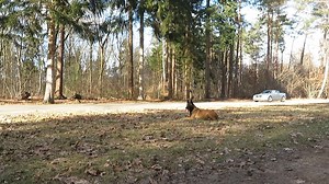 In this video you the KPNV exercise "guard an object". The dog has to lay down on an object and guard this. The decoy walks past him and as soon as he gets too close to the object, the dog may bite the decoy. As soon as the decoy walks backwards the dog must let go again and go back to the object and guard it. This exercise and more KNPV exercises, we explain all in our online training school. Here you can see how to learn this step by step. https://info.dogtrainingdickstaal.com/community | Dog 