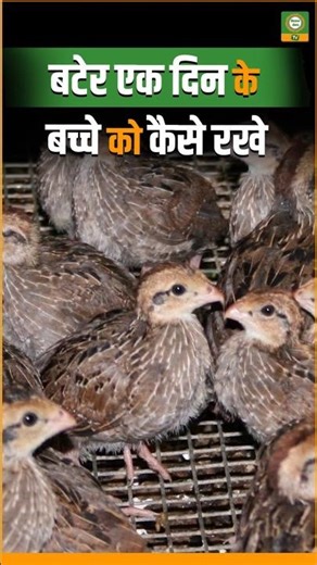 1 दिन के बटेर चूज़ों की देखभाल ऐसे करें! | Quail Chicks Care Tips