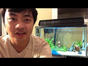 How To Breed Zebrafish/Glofish Danio: Easy, Cheap, $10 Setup [Part 2]