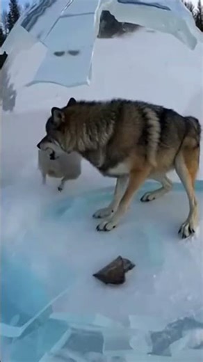 Breaking the ice to save wolves and sheep | Rescue