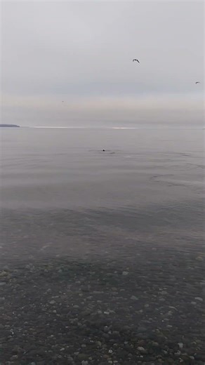 Stellar Sea Lion hunting Pacific Herring #sealion #sealions #ocean #nature