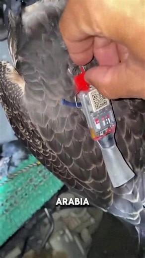 Shocking Results Of GPS Tracker On Falcon | Mystic Groove