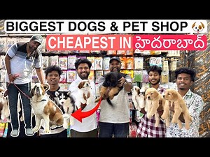 BIGGEST DOGS SHOP IN HYDERABAD - CHEAPEST PETS - BEST PUPPIES - DAY CARE