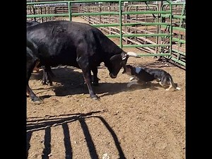 Top 5 Stud Dogs of Satus Stockdogs