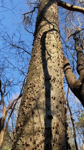 Hackberry Trees and Their Magical Opals