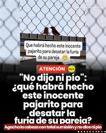 #Viral | “No dijo ni pío”: la insólita pelea de pareja entre dos pajaritos causa furor en redes Un video que circula en redes ha robado miles de sonrisas al mostrar lo que muchos llaman una verdadera “pelea de pareja” alada. En las imágenes, un pajarito parece “regañar” a su compañero con picotazos, mientras el otro, totalmente sumiso, baja la cabeza y no emite ni un sonido. Los usuarios no tardaron en comparar la escena con situaciones de la vida real… y, como dicen en los comentarios, ¡ni en l