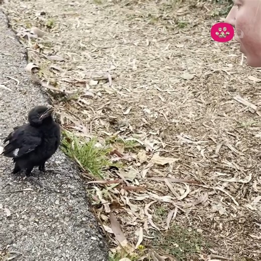 The cutest animal videos of 2024 all in one place! 🥹💖🥰 #Dogs #Funny #Cats #Horses #Birds #BabyAnimals #Cute #AdorableAnimals | The Pet Collective