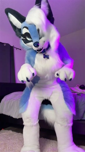 Blue fox throws it back #furry #fursuit