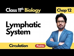 Lymphatic System | Biology Class 11 | Circulation
