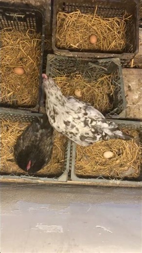 Egg Collecting Process In Roof Top Poultry Farm