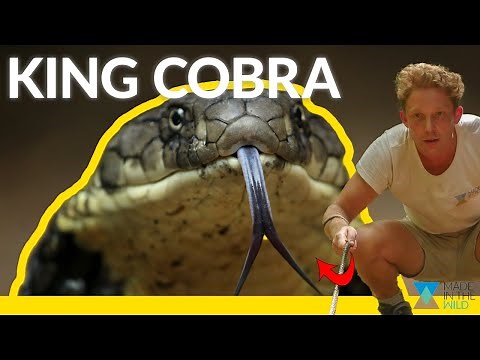 The World’s Largest Venomous Snake!