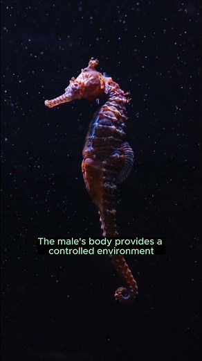 Male Seahorse goes through Pregnancy And Gives Birth To Babies