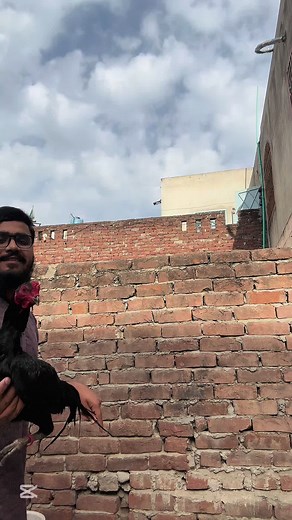 Black Thai Wapis Aa Gya #jamshaid #vlog #minivlog #petvlog #vlogsbyjamshaid #lifestylevlog #dailyvlog #familyvlog