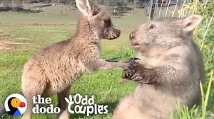 Wombat And Kangaroo Are Obsessed With Each Other - 1Funny.com