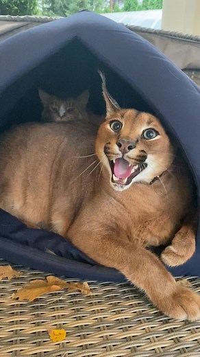 Floppa and his friend🥰