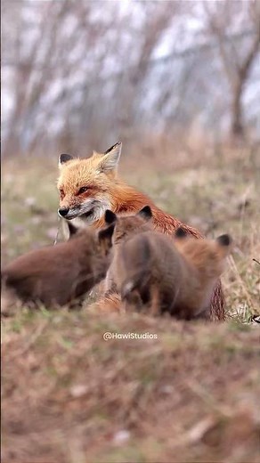 Red Fox Puppies in the wild #wild #red #fox #puppies #vulpes #forest #play #nature #wildlife HA67008