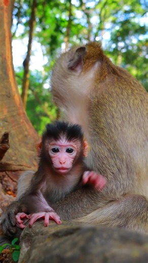 Awesome Lovely Baby Addison Curious To Walks 💞 #soeunmkh #viraltiktok #addison