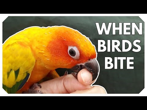 Understanding Bird Biting: Why Birds Bite