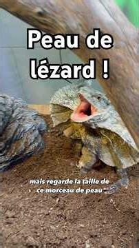 Frilled lizard (Chlamydosaurus kingii)! #reptile #frilledlizard #nacfamily #rock_n_insectes
