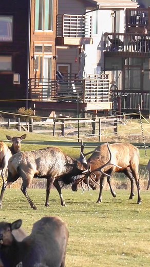 That one guy got out of there quick!!!! This was on the golf course in Estes Park a couple of days ago. #bullelk #elk #elkfight #bullelkfight #elkbattle #estespark #estesparkelk #estesparkcolorado #fbreels #wildlifereels #reelsfb #naturereels #fyp #nationalgeographic #reels #naturevideos #wildlifevideos #natgeo #natgeowild | Colorado Adventures