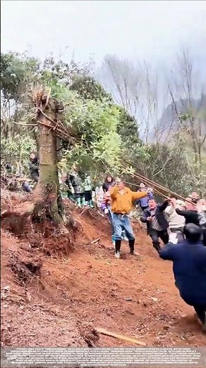 Methods for clearing tree stumps on red soil slopes