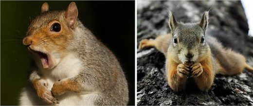 5 Types of Squirrels That Live in California! (2026)