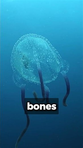 The Jellyfish With No Brain That Can Stop Your Heart