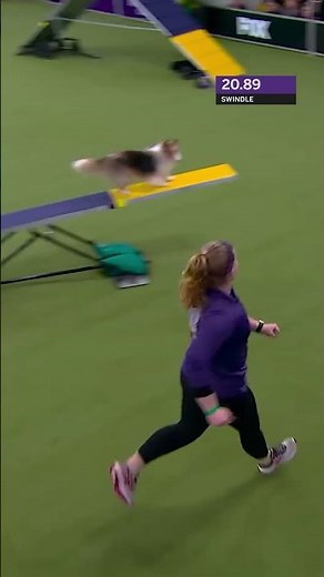 Swindle soared on the #agility course #ShetlandSheepdog