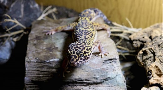 Arcadia's brand new lamp: 'ShadeDweller'. A completely new design with 7% UV-B and 17% UV-A specially for D3 production, reptile vision and other body processes. Learn about UV lighting for 'ShadeDwellers' here. Also available in our Mini UV-B kit and Mini T5 kit. www.arcadiareptile.com | Arcadia Reptile