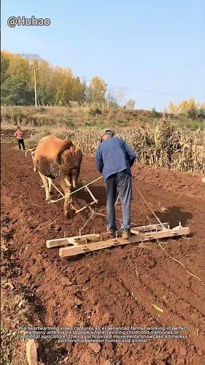 "Man & Ox Plowing Fields - Nostalgic Traditional Farming!"