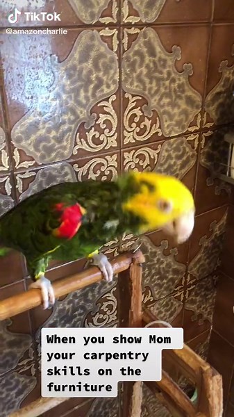 Charlie the Amazon (@amazoncharlie)’s videos with original sound - Kristi | Evolution