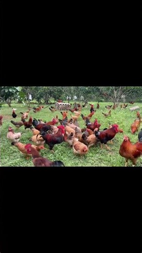 Free-range garden chickens, raised naturally. #vietnam #chickens