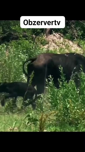 Lion vs Buffalo #foryoupageシ #wildanimals #wildlife #lions #buffalo #lionvsbuffalo | Onyema Chinedu Favour