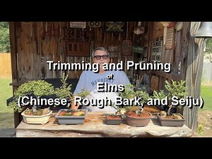 Trimming and Pruning Chinese Elms