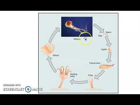 Cnidarians and Their LIfe Cycle