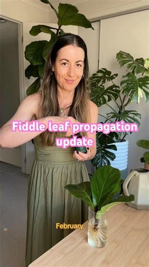 Fiddle Leaf Fig Bambino Water Propagation Four Month update! #FicusPlant