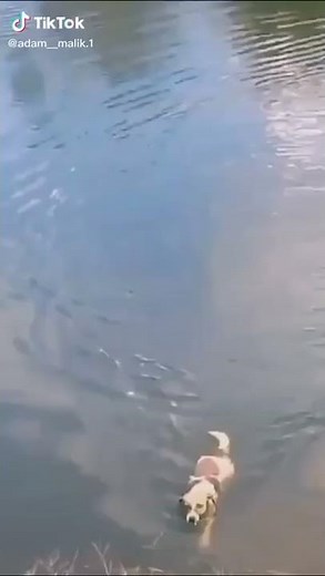 Dog gets eaten by a crocodile caught on TIKTOK 2020