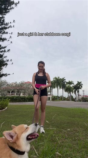 Maldito like mama😮‍💨 #corgi