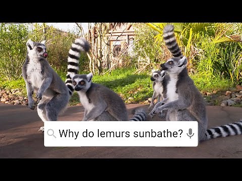 Why Do Lemurs Sunbathe? | Weird Animal Searches | BBC Earth