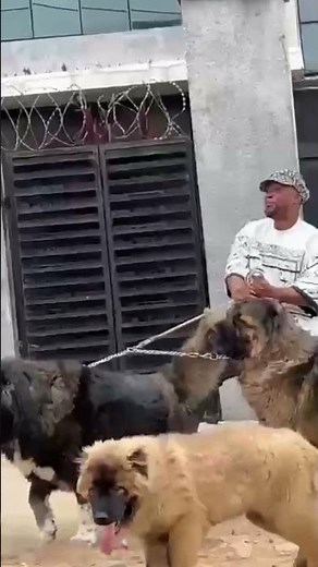 🔥 Massive Caucasian Shepherd – The Ultimate Giant Guardian Dog! 🐶💪 #dog #bigdog