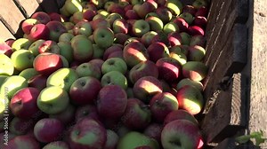 Ripe apples in crates and on trees in autumnal orchard. Harvesting time in farm tree plantation. Handheld tilt down shot. 4K